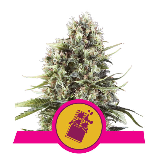 Chocolate Haze Hanfpflanze von Royal Queen Seeds mit Blüten und Trichomen