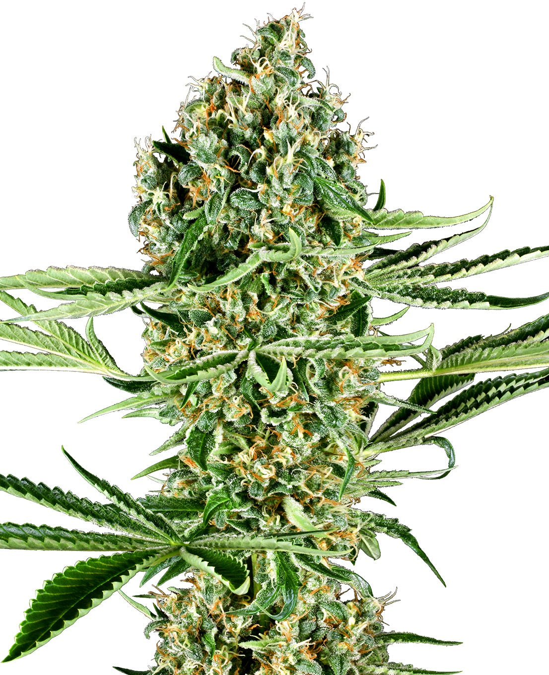 Critical Runtz Cannabispflanze mit Blüten von Sensi Seeds