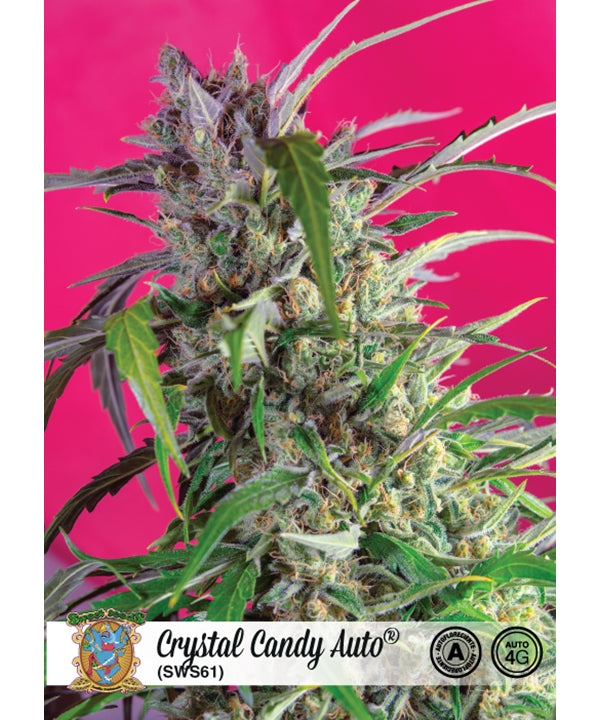 Crystal Candy Auto feminisiert von Sweet Seeds, Hanfpflanze von die Cannabis Samen gezogen mit Blüte und Trichomen