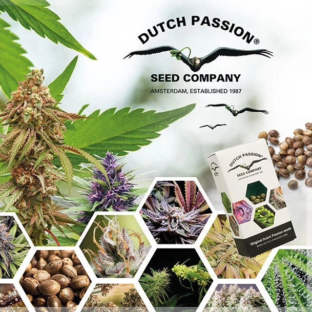 Dutch Passion Cannabis Seeds Verpackung