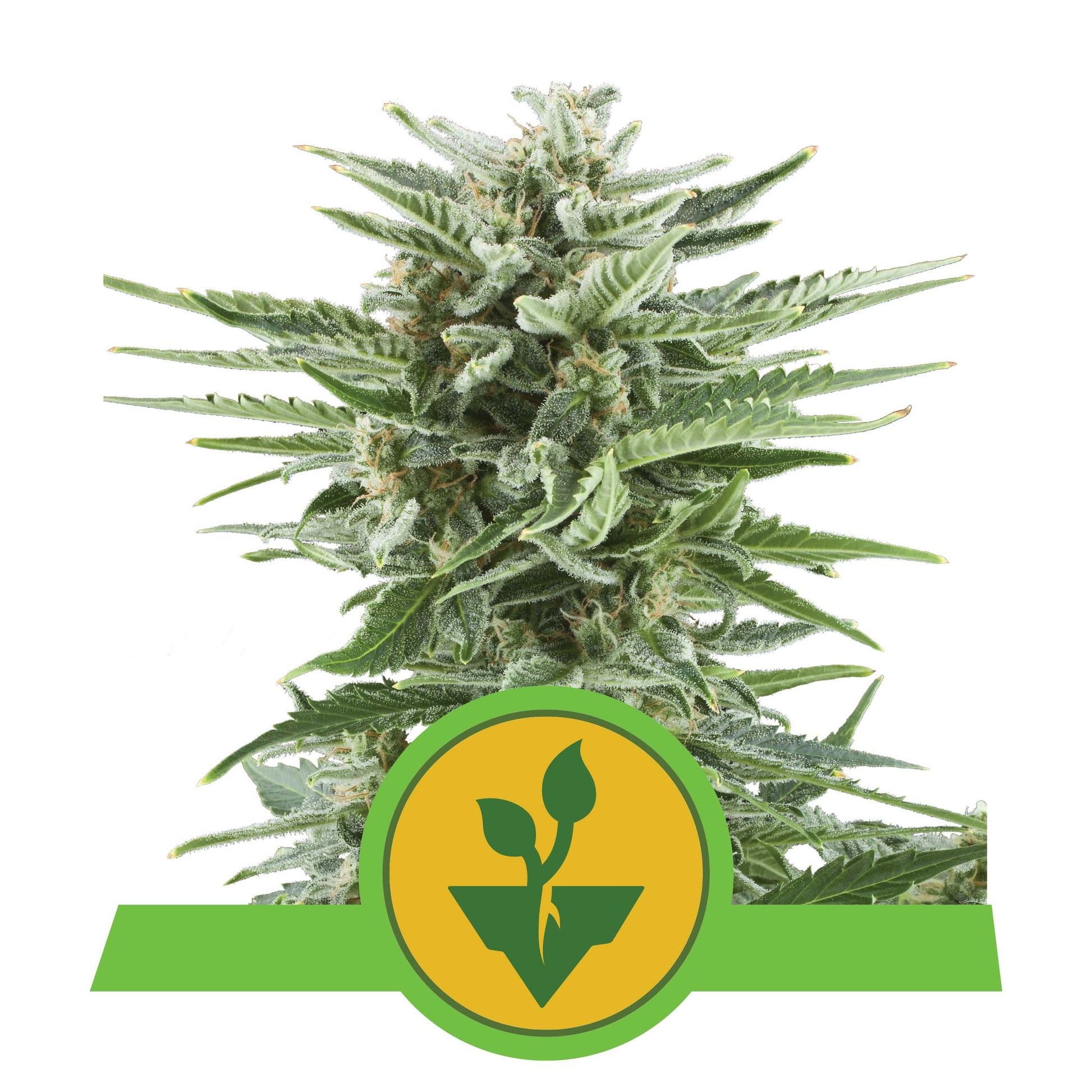 Easy Bud Auto Hanfpflanze von Royal Queen Seeds mit Blüten und Harze