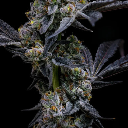 Hanfpflanze Garlic Cookies von Barneys Farm vor einem schwarzen Hintergrund. Die Pflanze ist reich an großen Buds, mit Harz bedeckt, stramme gezackte, tiefgrüne Blätter. Die Knospen haben teilweise orange Härchen.