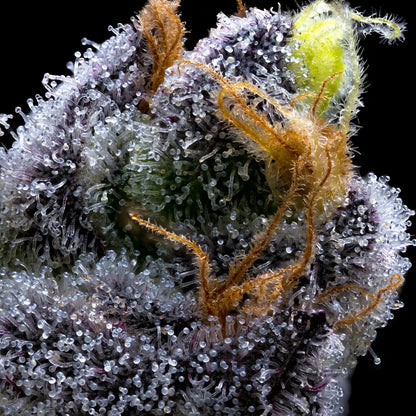 Makroaufnahme von Cannabis-Trichomen auf der Sorte "Garlic Cookies" von Barneys Farm. Viele sichtbare Harzdrüsen, dicht bedeckte Cannabis-Knospen mit kristallinem Harz, orange Härchen.