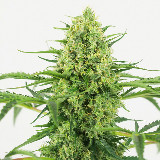 Saftige und prächtige Cannabispflanze mit vielen Buds, harzeich, Härchen und saftigen grünen Blättern