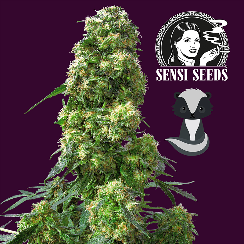 Robuste Early Skunk Hanfpflanze von Sensi Seeds. Die Hanfpflanze hat viele Buds die mit Harz bedeckt sind, saftige Blätter und kleine Härchen. Der Hintergrund ist lila. Neben der Cannabispflanze rechts ist das Logo von Sensi Seeds und darunter eine Grafik von einem Stinktier.