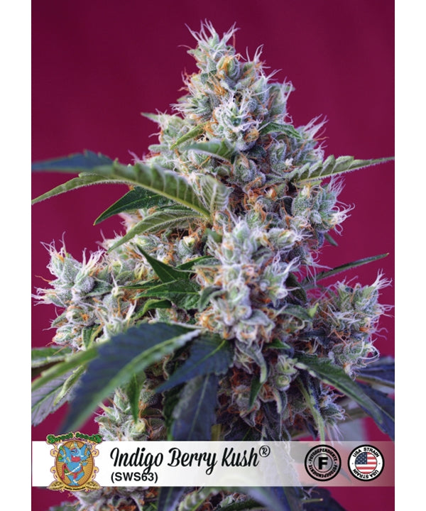 Indigo Berry Kush Sweet Seeds Hanfpflanze mit Blüten