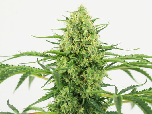 Seedling Big Bud 1,5 L (Sensi Seeds)