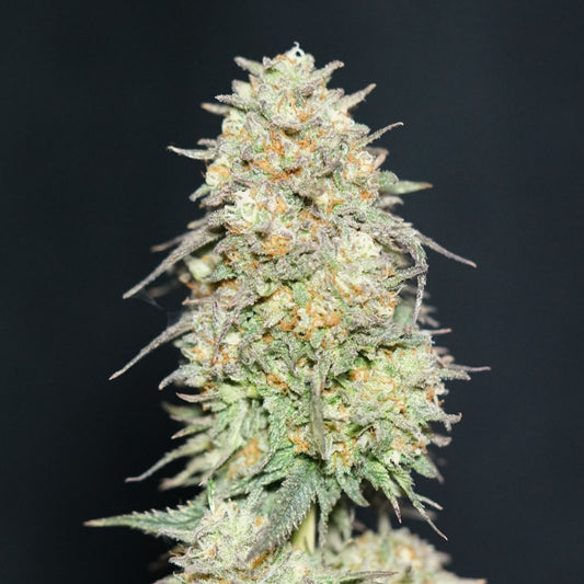 Eine Hanfpflanze aus dem Samen "Lemonpaya" von Fast Buds, deutliche Knospen und Härchen zu sehen