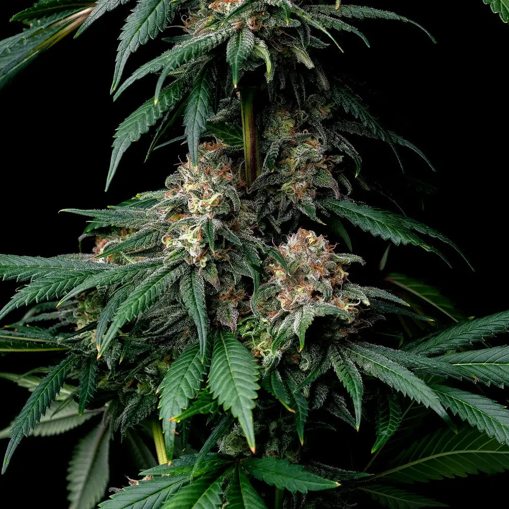 Komplette Cannabis-Pflanze der Sorte „Mendo Breath“ mit mehreren harzreichen Buds und charakteristischen, tiefgrünen gezackten Blättern vor dunklem Hintergrund.