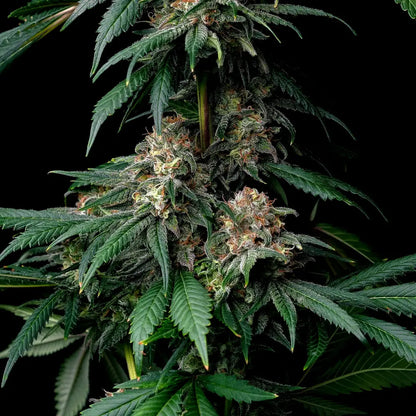 Komplette Cannabis-Pflanze der Sorte „Mendo Breath“ mit mehreren harzreichen Buds und charakteristischen, tiefgrünen gezackten Blättern vor dunklem Hintergrund.