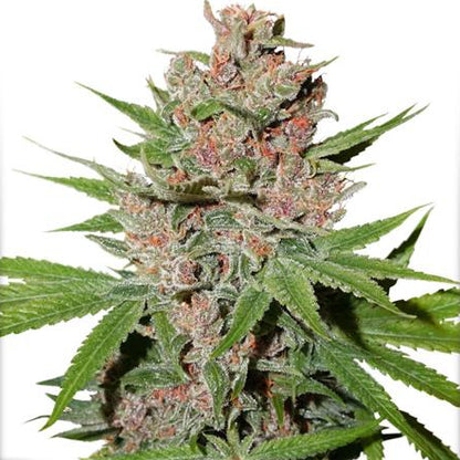 Passion Fruit Dutch Passion Cannabis Strain