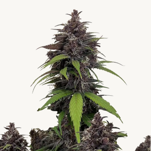 Hanfpflanze mit den Samen "Purple Haze Auto" von Fast Buds, große grüne Blätter, Knospen
