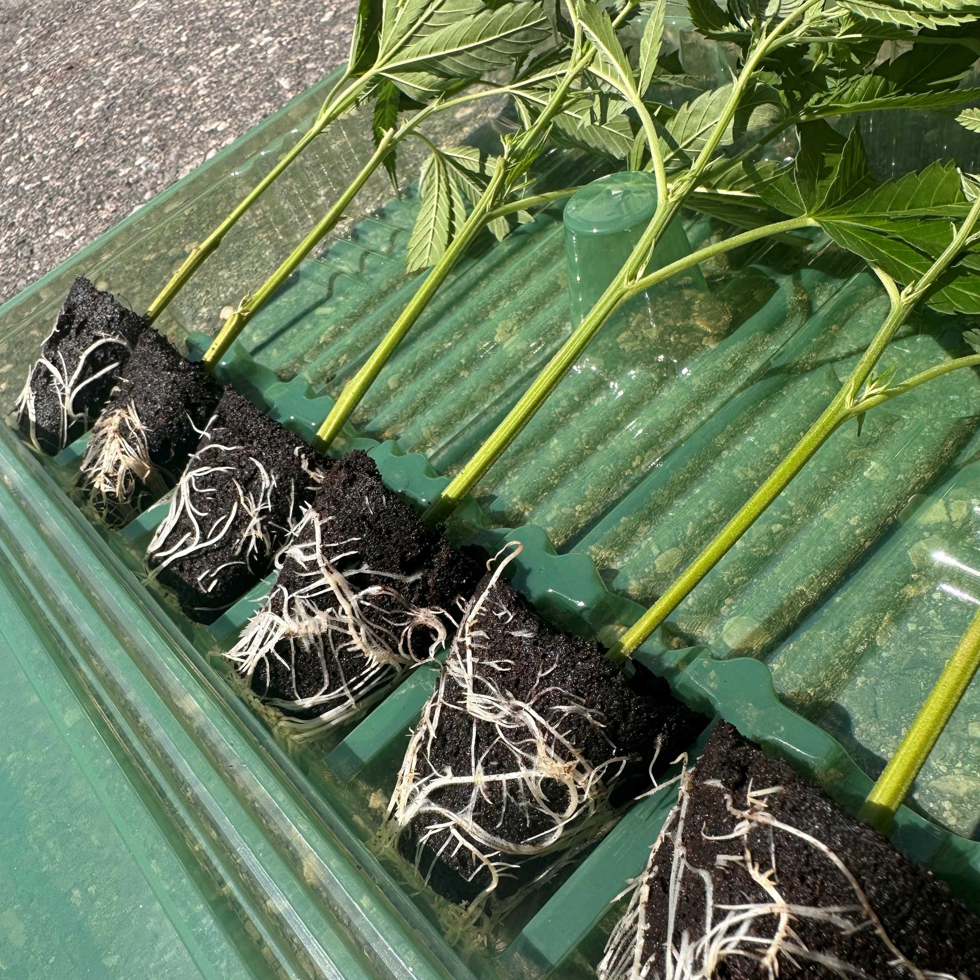 Cannabis Stecklinge in die Verpackung warten auf die Lieferung