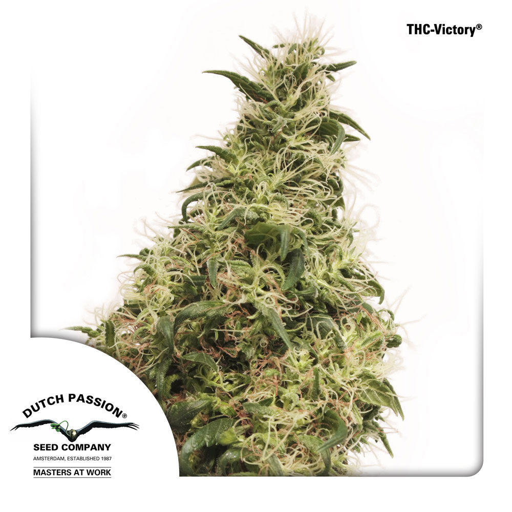 THC Victory Dutch Passion Cannabis Strain