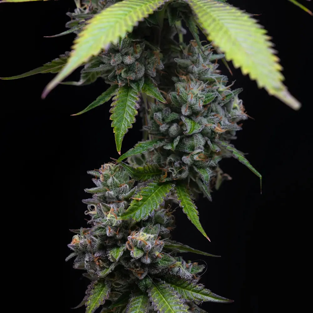 Nahaufnahme einer Zoap-Cannabispflanze von Barney’s Farm mit dichten, harzbedeckten Buds, violetten Blättern und orangefarbenen Blütenstempeln vor schwarzem Hintergrund.