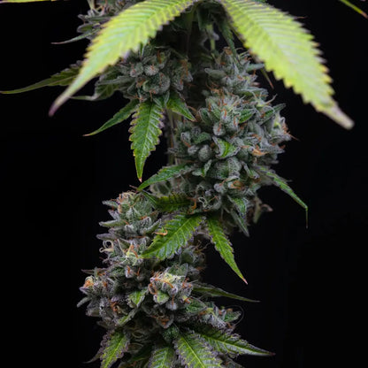 Nahaufnahme einer Zoap-Cannabispflanze von Barney’s Farm mit dichten, harzbedeckten Buds, violetten Blättern und orangefarbenen Blütenstempeln vor schwarzem Hintergrund.