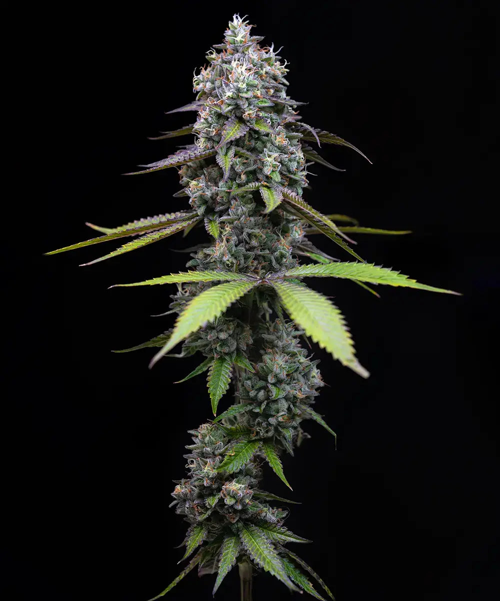Nahaufnahme einer Zoap-Cannabispflanze von Barney’s Farm mit dichten, harzbedeckten Buds, violetten Blättern und orangefarbenen Blütenstempeln vor schwarzem Hintergrund.