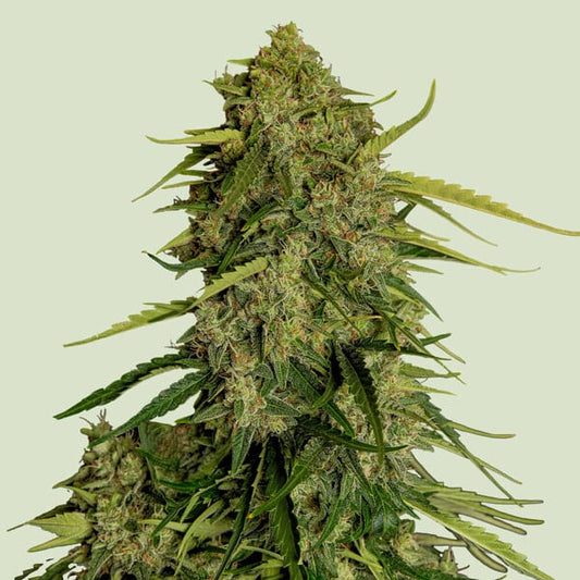 Atlas F1 Hybrid von Royal Queen seeds, von Samen gezogene CannabisPflanze mit hohen THC und CBD Gehalt