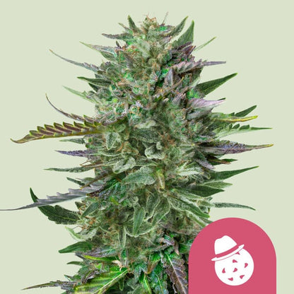 Do-Si-Dos Cannabissamen von Royal Queen Seeds gezogene Marijuana Pflanze