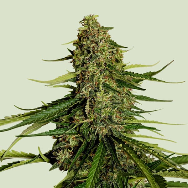 Gaia F1 Hybridsamen von RQS, reife Cannabis Pflanze