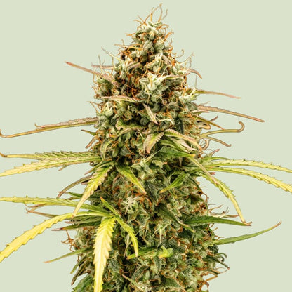 Milky Way Cannabissamen von Royal Queen Seeds