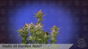 Studi 54 Stardust Auto Cannabispflanze von Sweet Seeds Hanfsamen