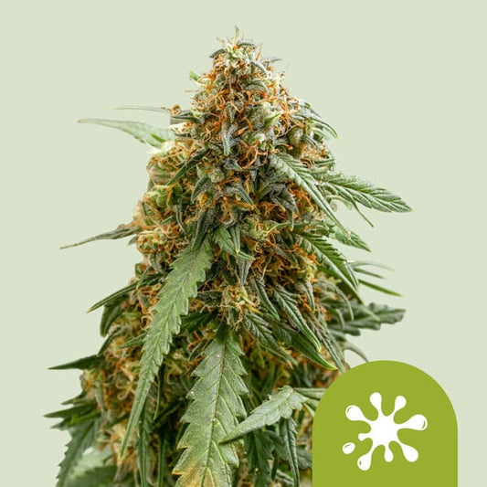 Sticky Queen Autoflower Samen von Royal Queen Seeds gezogene reife Cannabis Pflanze