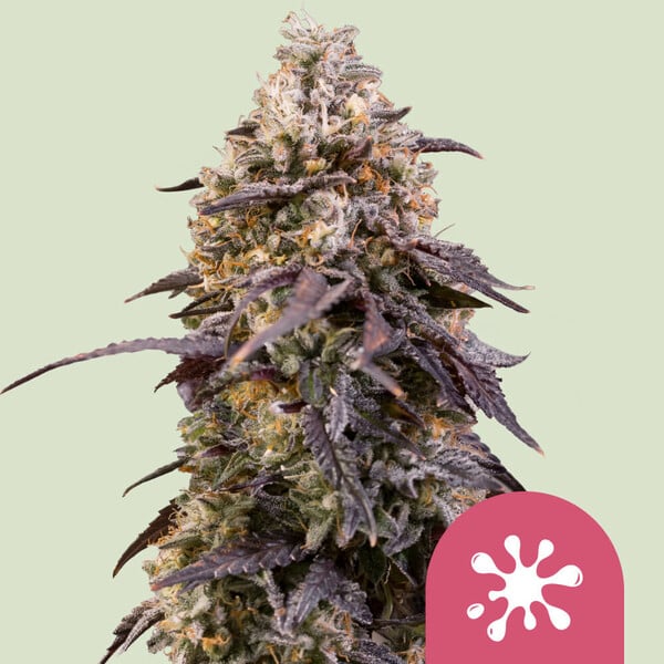 Sticky Queen feminisierte Samen von Royal Queen Seeds - reife Cannabis Pflanze