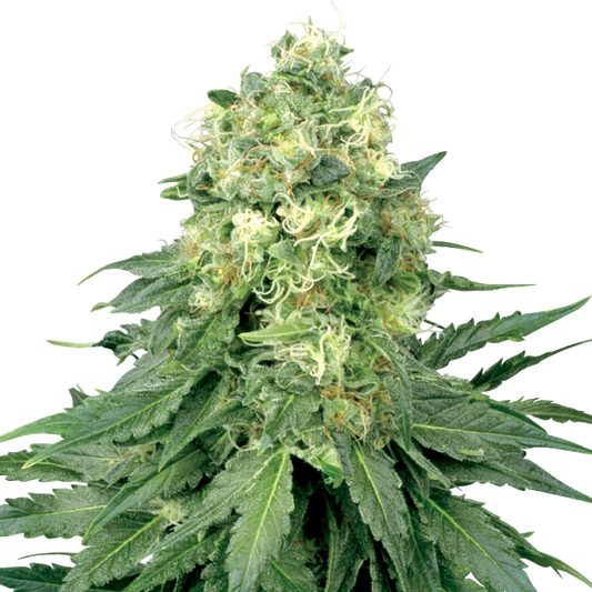 White Widow feminisierte Hanfsamen von Sensi Seeds gezogene Cannabispflanze